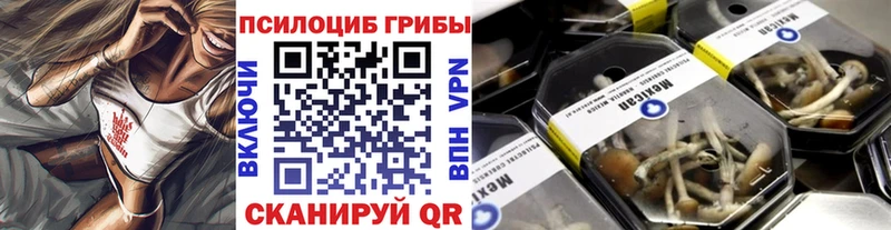 где можно купить наркотик  Светлоград  Псилоцибиновые грибы Psilocybine cubensis 